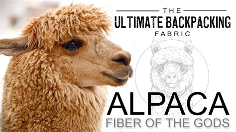 ¿Alpaca: La fibra de los dioses en la industria textil moderna?